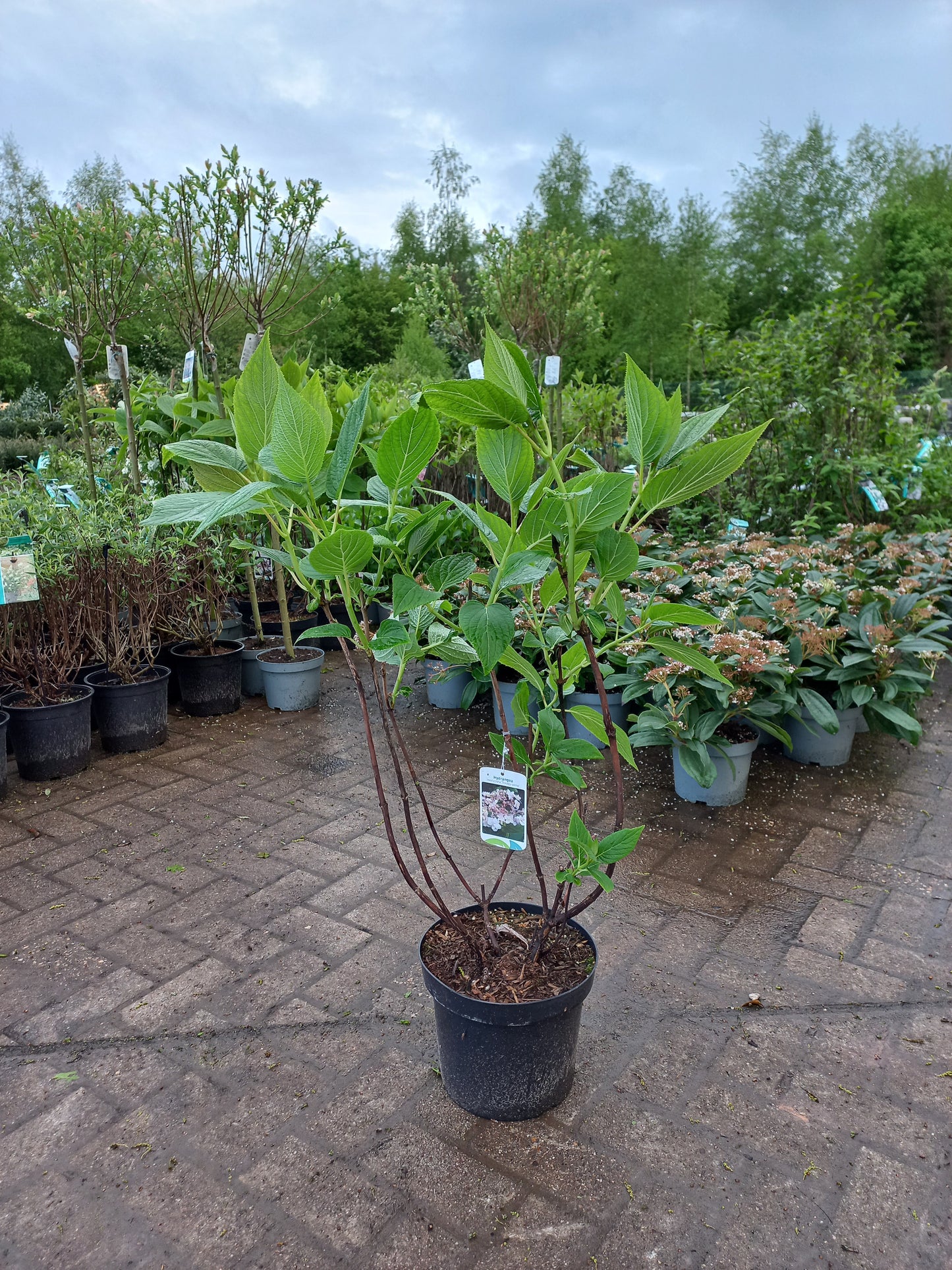 Hydrangea macrophylla Involucrata Tokado-Yama Schaduwhortensia 50cm