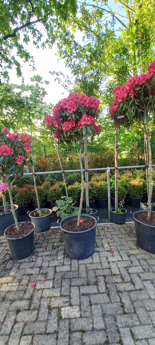 Rhododendron LagerFeuer 150cm op stam