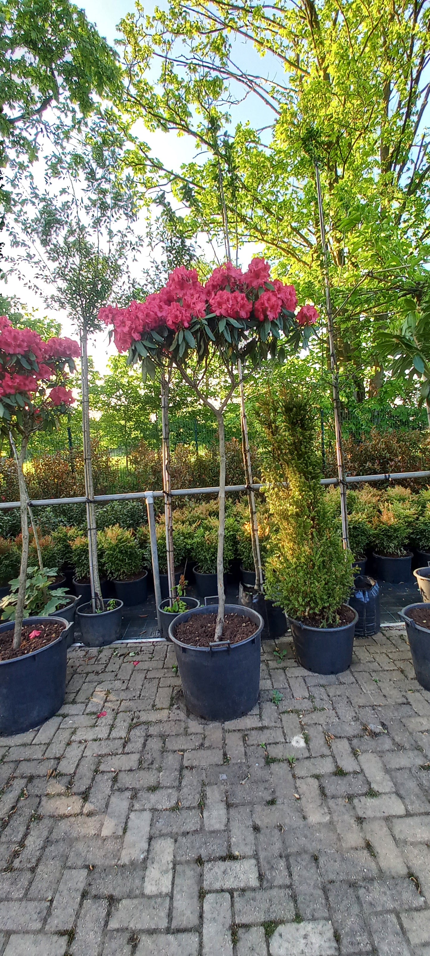 Rhododendron LagerFeuer 150cm op stam