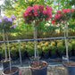 Rhododendron LagerFeuer 150cm op stam