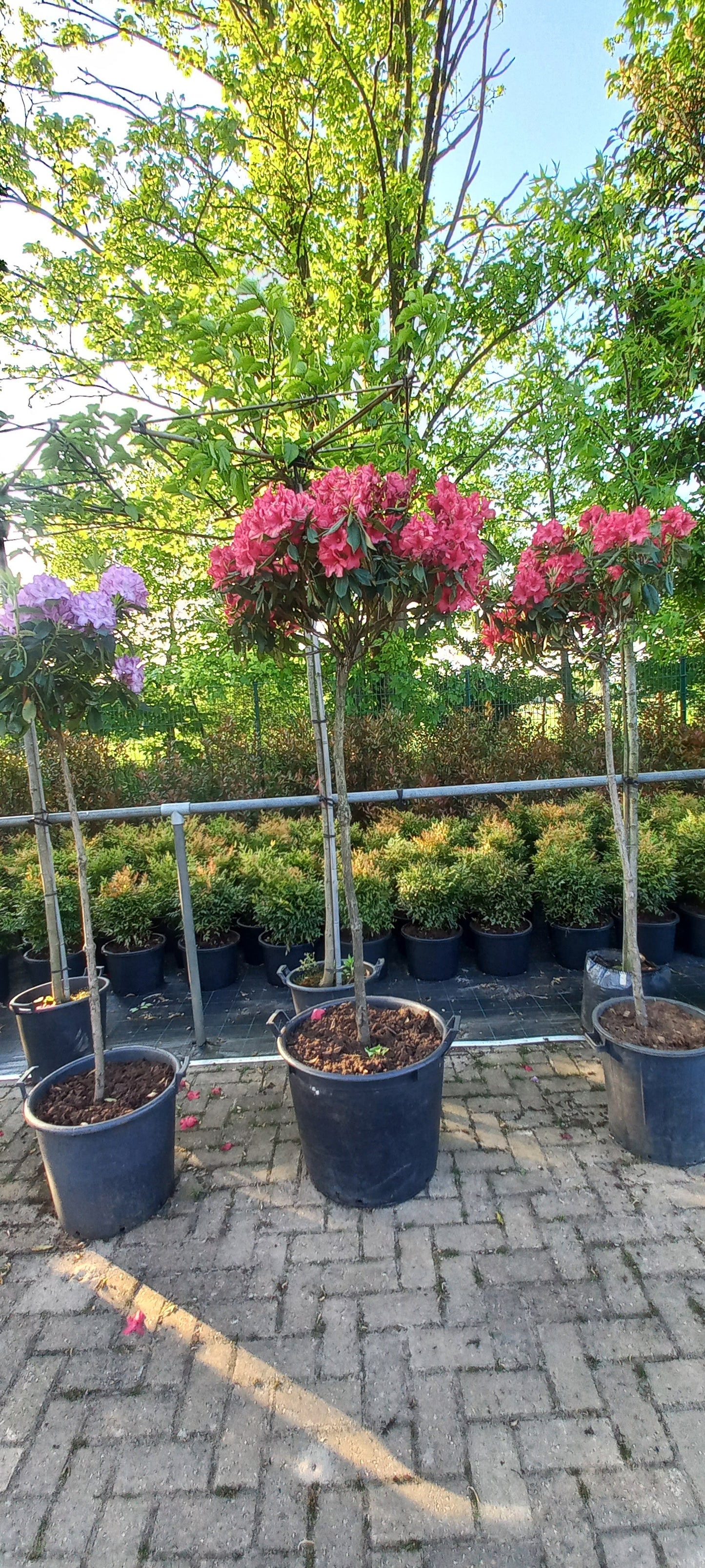 Rhododendron LagerFeuer 150cm op stam