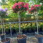 Rhododendron LagerFeuer 150cm op stam