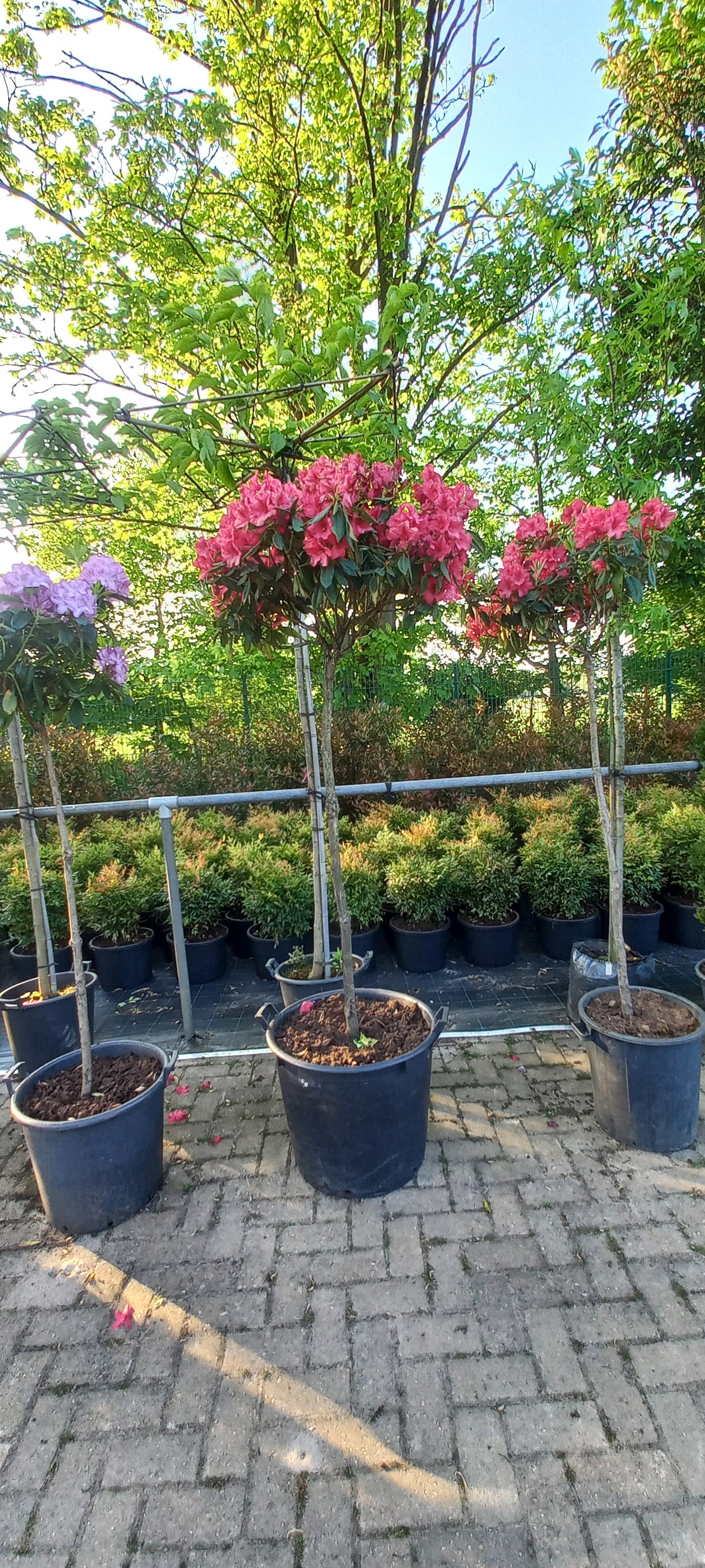 Rhododendron LagerFeuer 150cm op stam