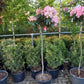 Rhododendron (Y) Fantastica 150cm op stam