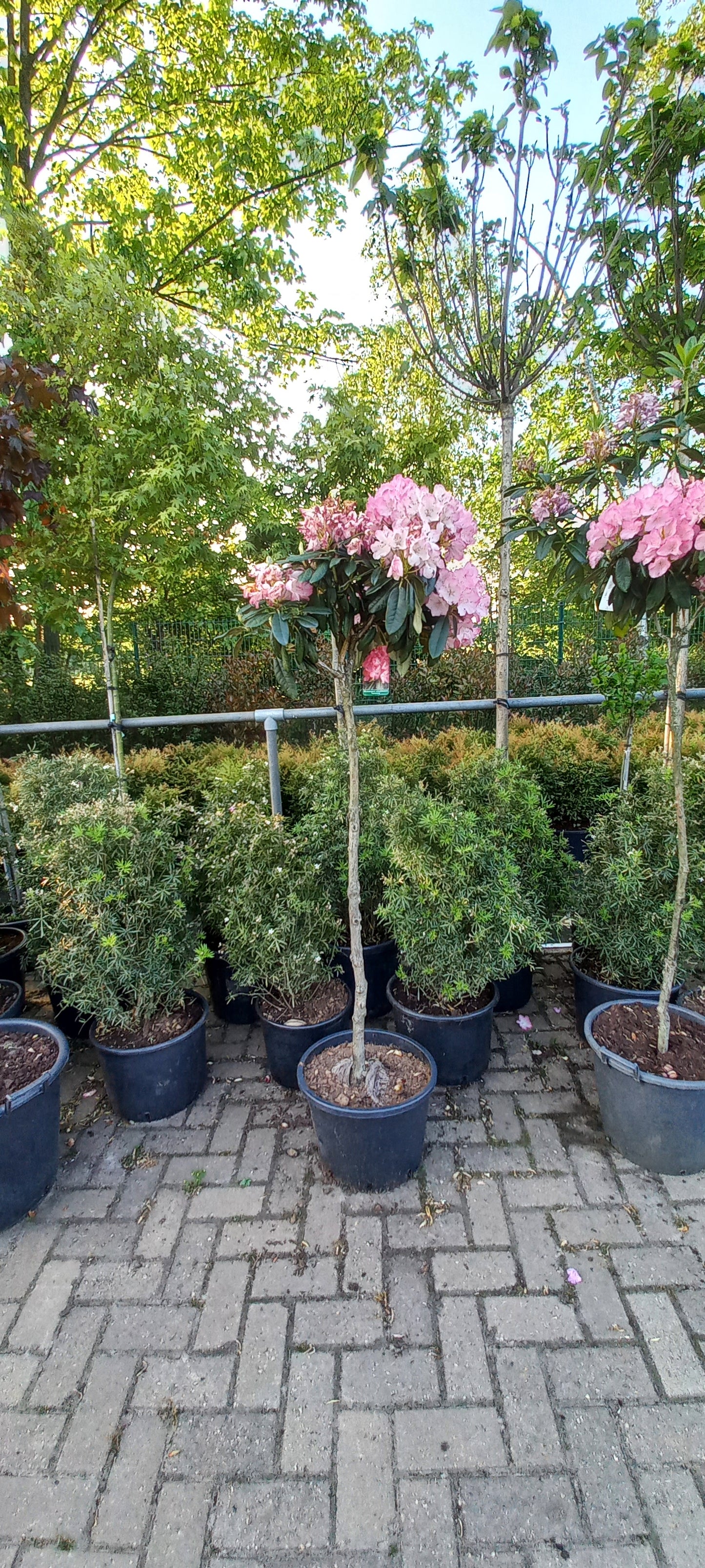 Rhododendron (Y) Fantastica 150cm op stam