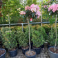 Rhododendron (Y) Fantastica 150cm op stam