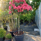 Rhododendron Lagerfeuer 100cm op stam