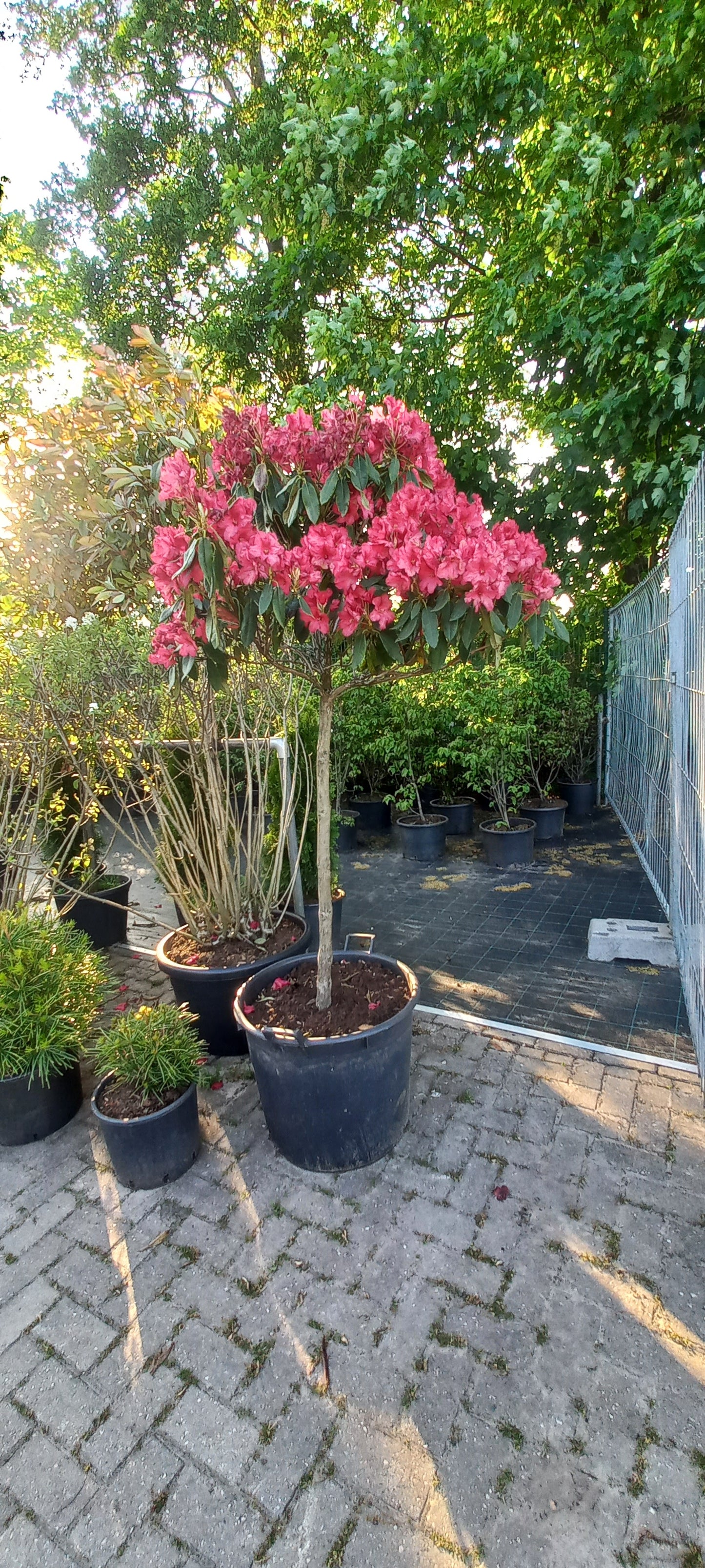 Rhododendron Lagerfeuer 100cm op stam