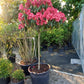 Rhododendron Lagerfeuer 100cm op stam