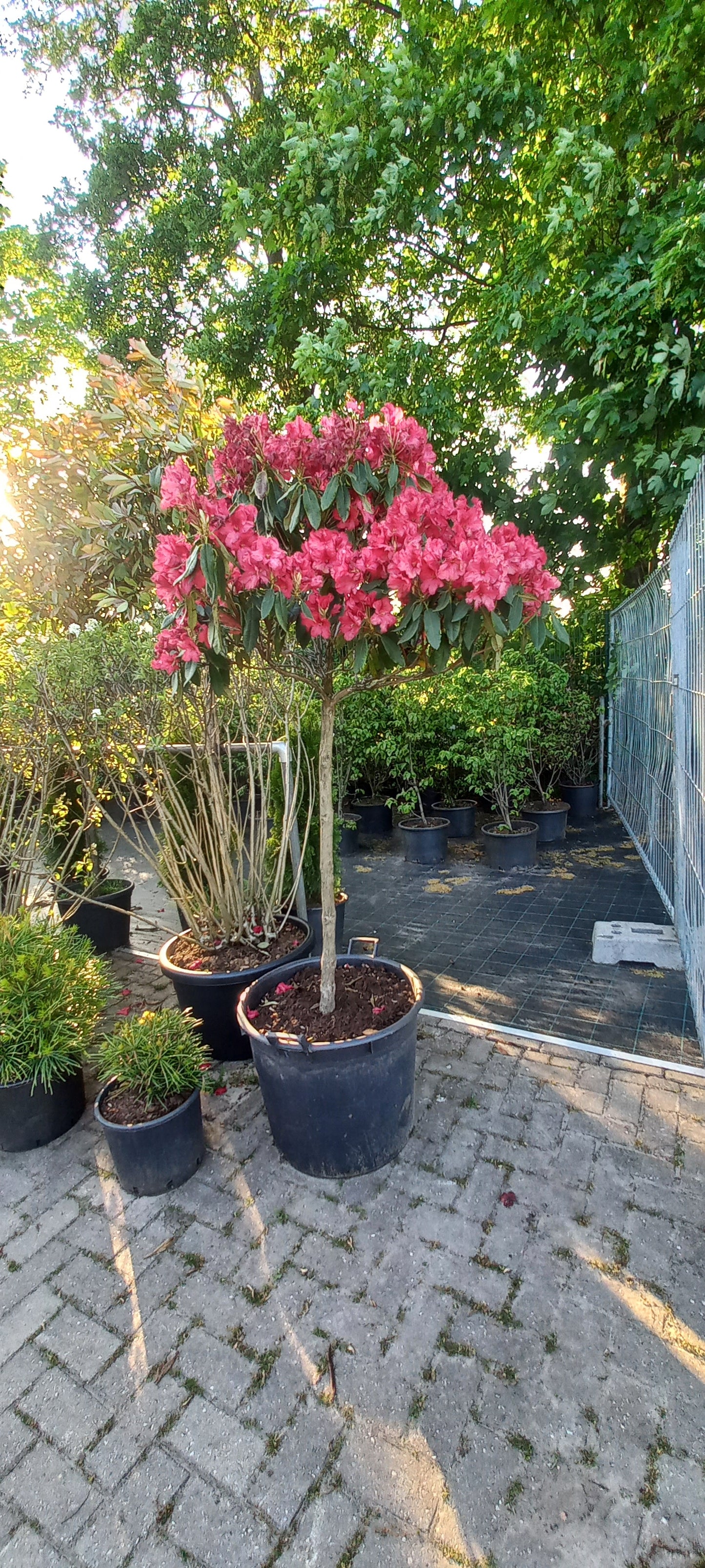 Rhododendron Lagerfeuer 100cm op stam