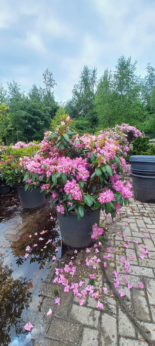 Rhododendron Roseum Elegans 90-100cm XXL