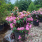 Rhododendron Roseum Elegans 90-100cm XXL