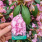 Rhododendron Roseum Elegans 90-100cm XXL