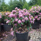 Rhododendron Cataw. Grandiflorum 80-90cm