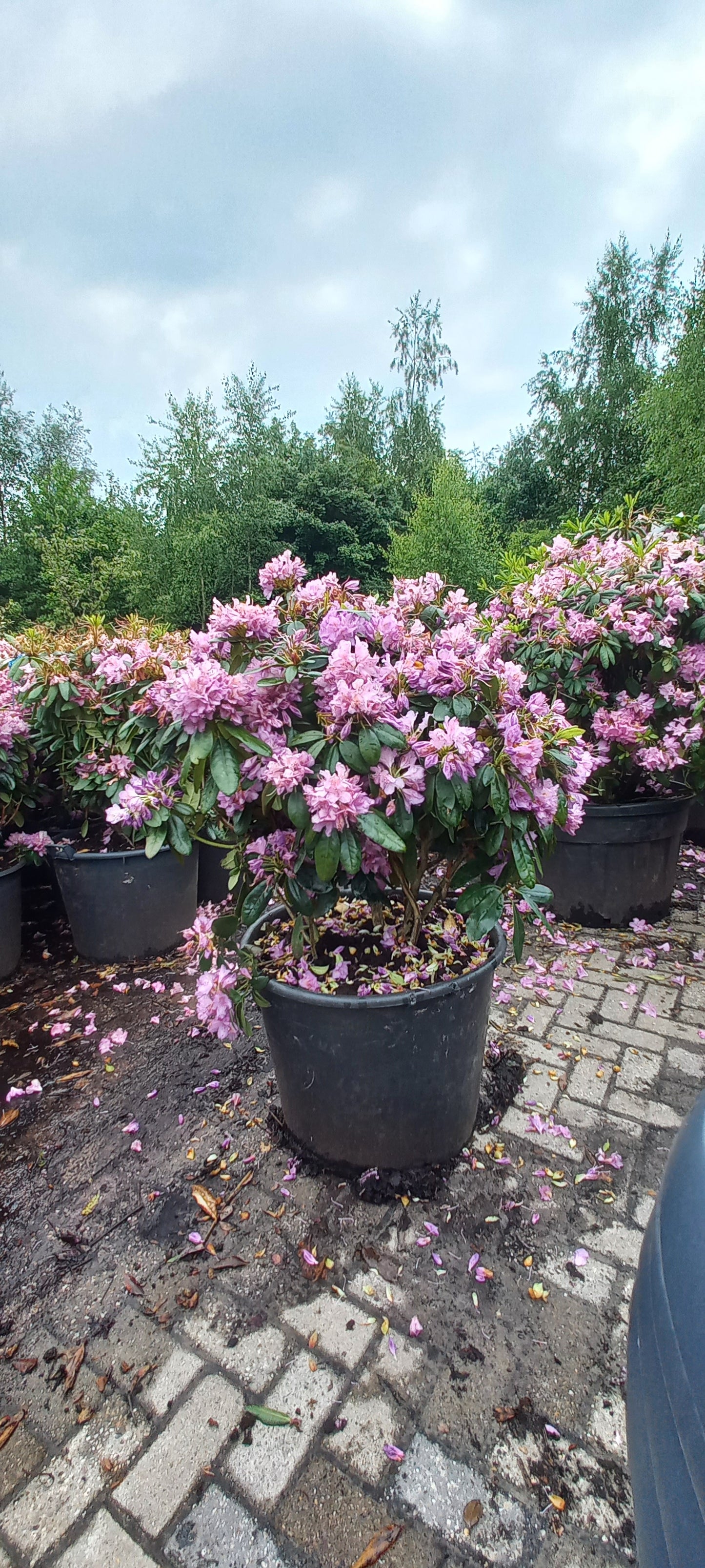 Rhododendron Cataw. Grandiflorum 80-90cm