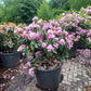 Rhododendron Cataw. Grandiflorum 80-90cm