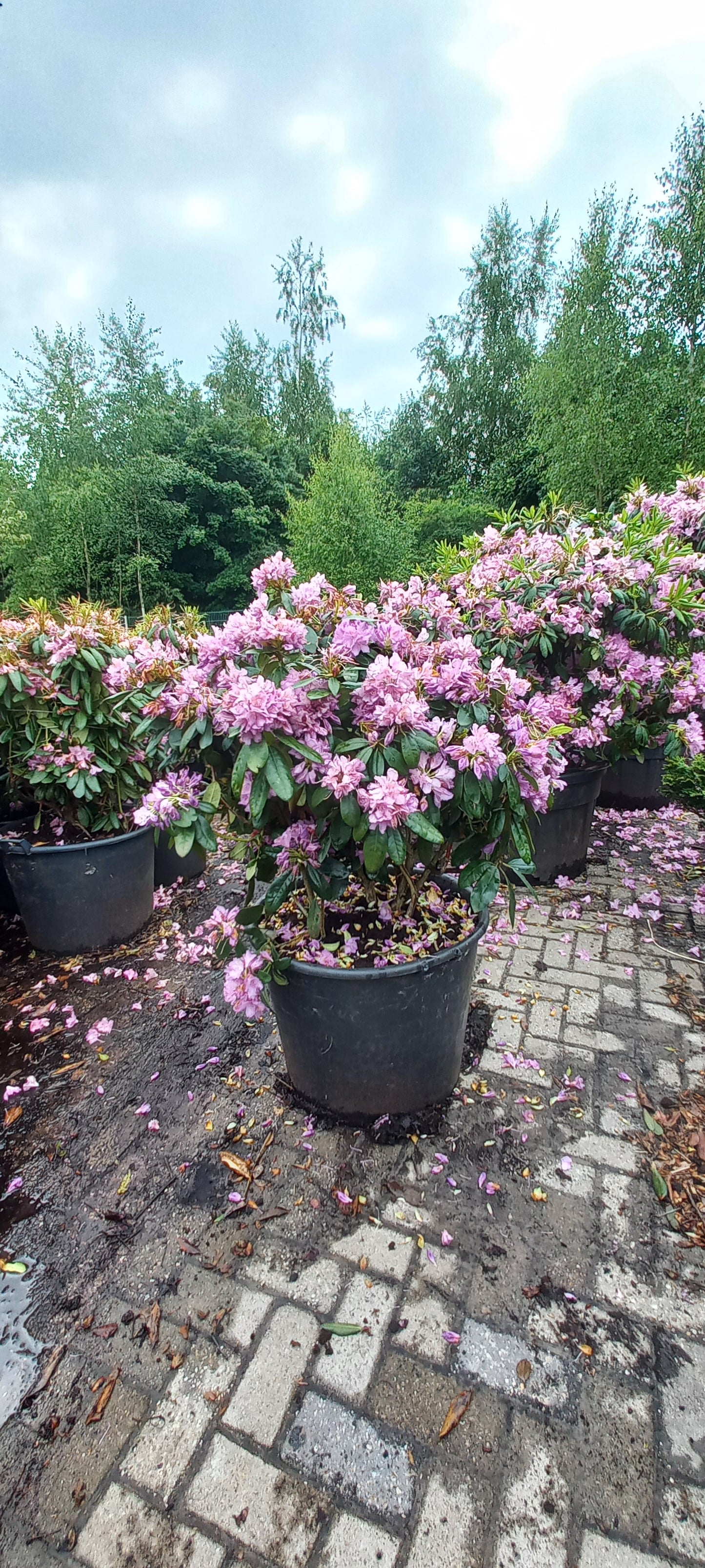 Rhododendron Cataw. Grandiflorum 80-90cm