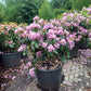 Rhododendron Cataw. Grandiflorum 80-90cm