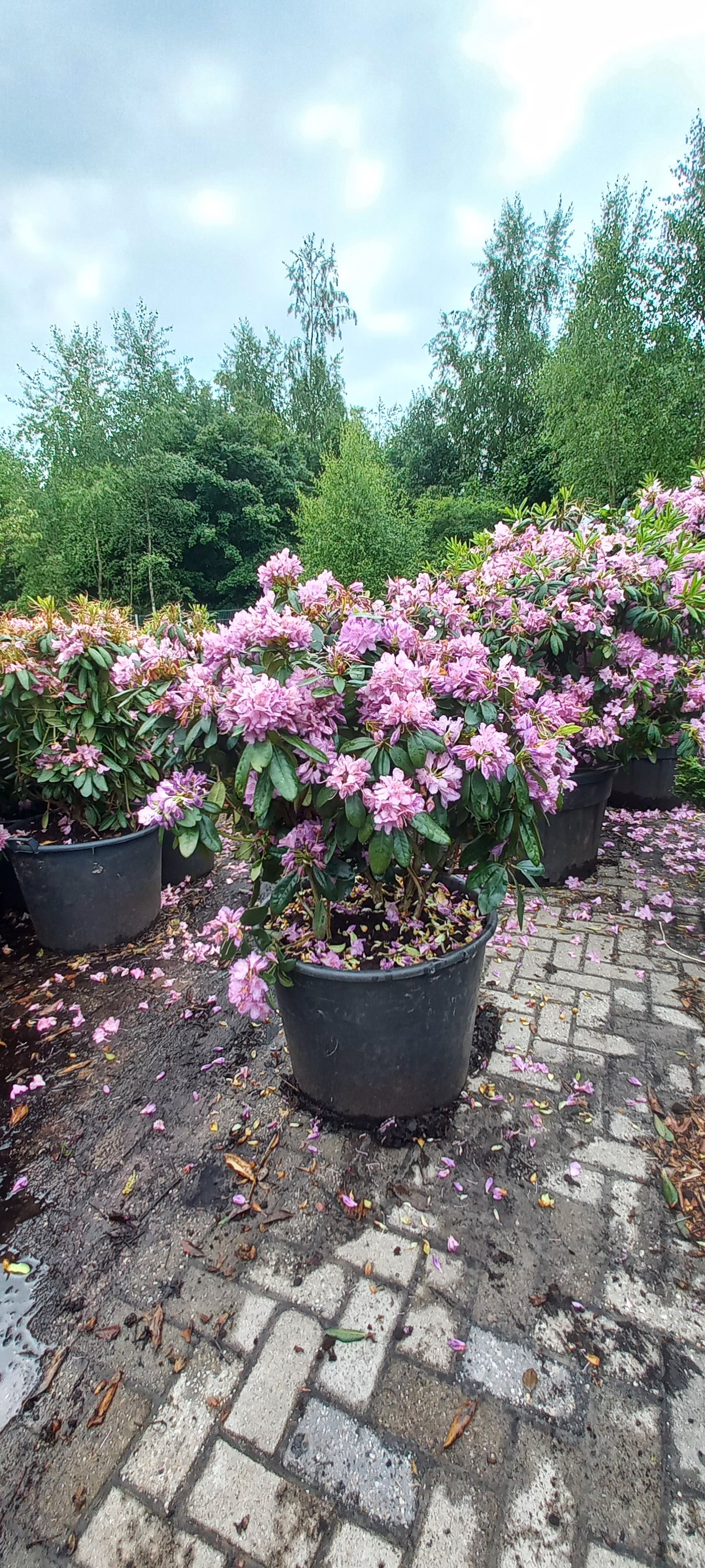 Rhododendron Cataw. Grandiflorum 80-90cm