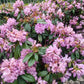 Rhododendron Cataw. Grandiflorum 80-90cm