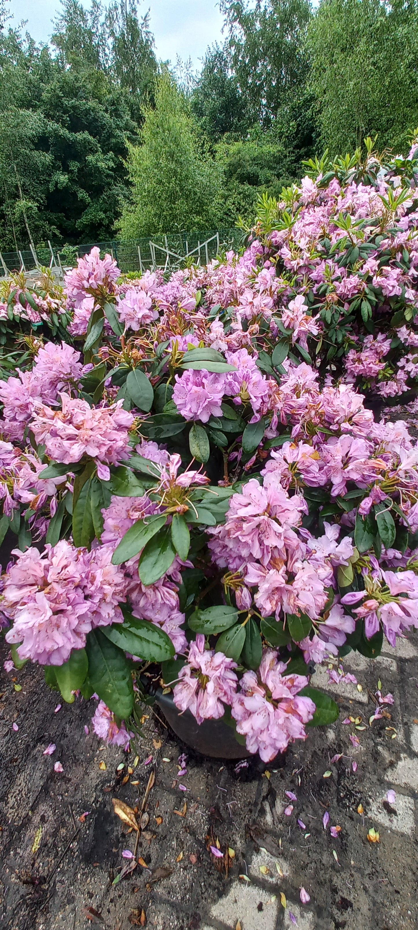 Rhododendron Cataw. Grandiflorum 80-90cm