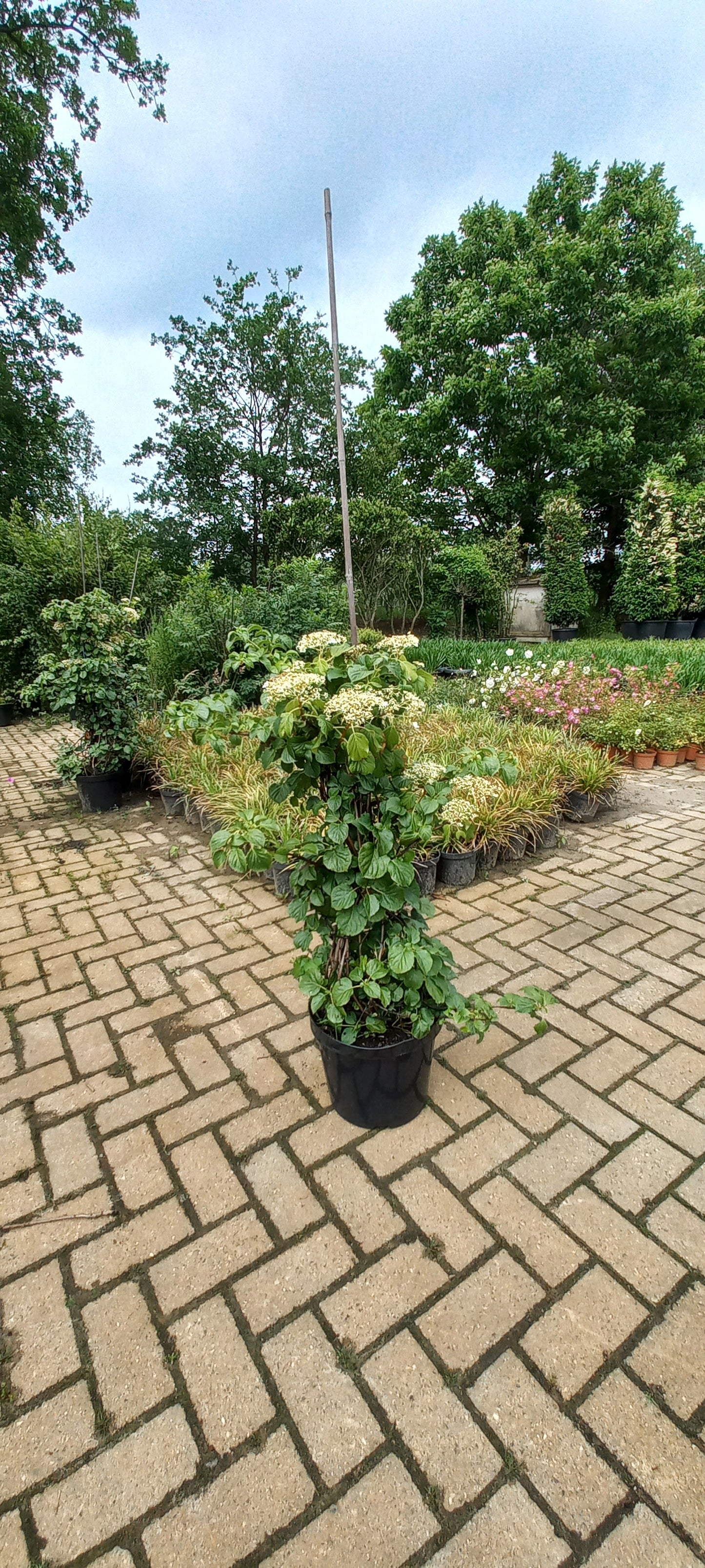 Hydrangea Petiolaris klimhortensia 125cm