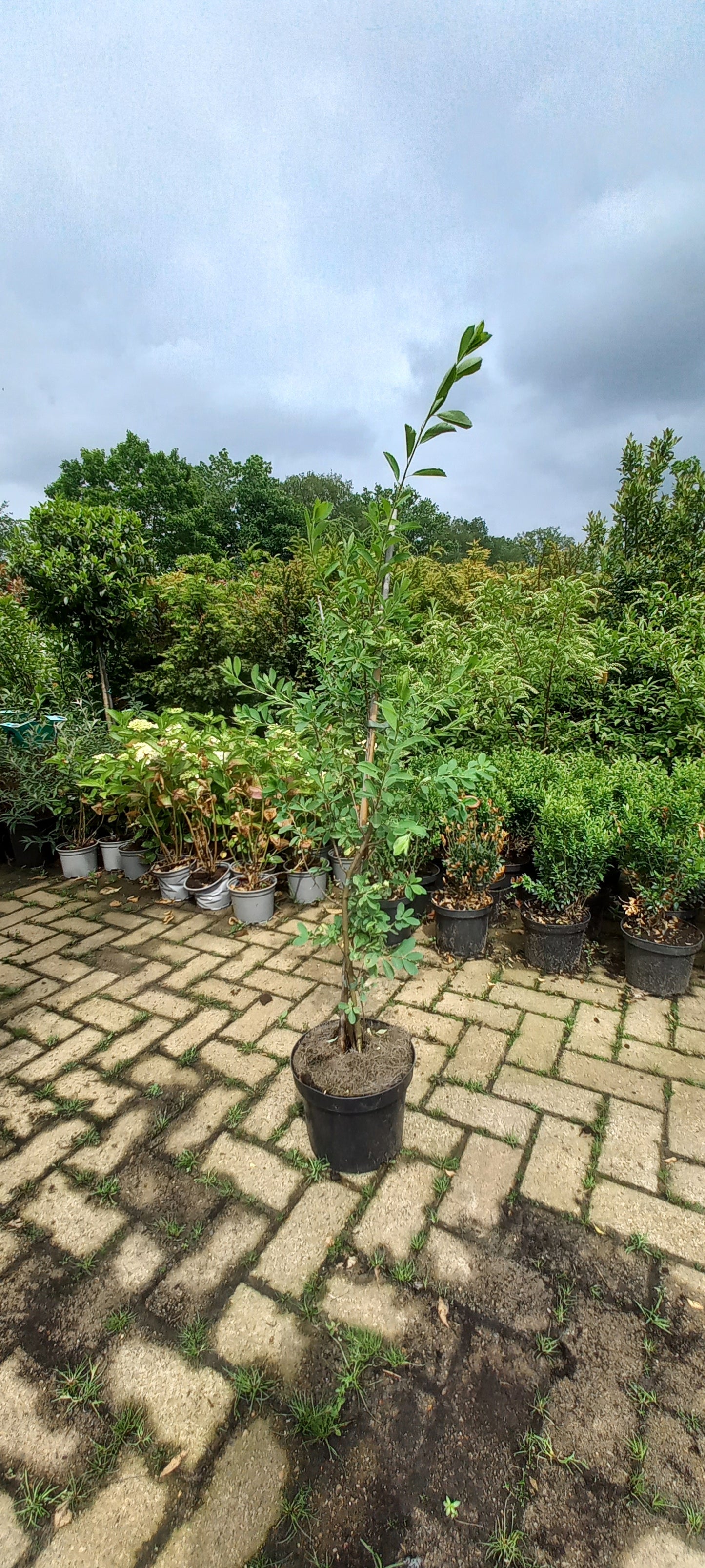 Exochorda macrantha The Bride Parelstruik 80cm Wit