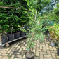 Exochorda macrantha The Bride Parelstruik 80cm Wit