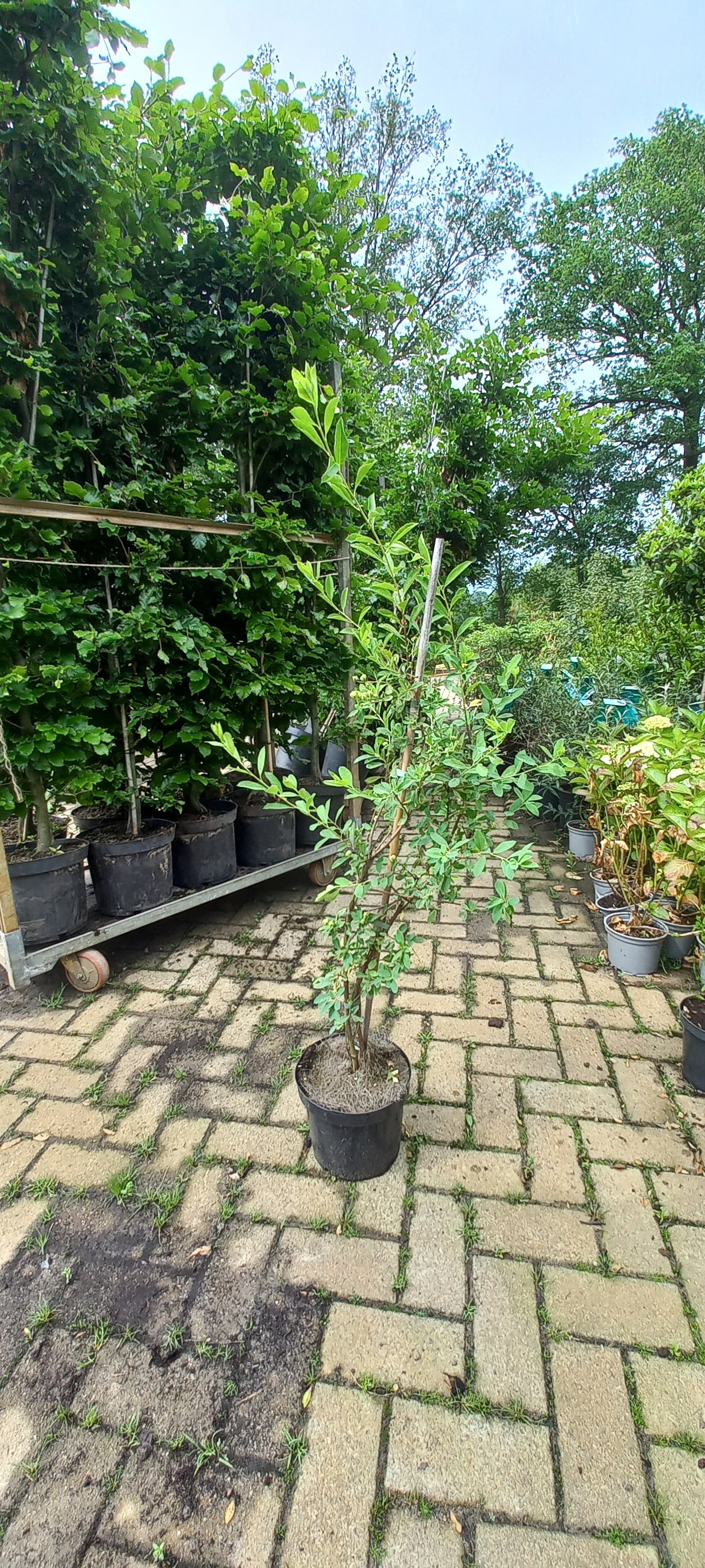 Exochorda macrantha The Bride Parelstruik 80cm Wit