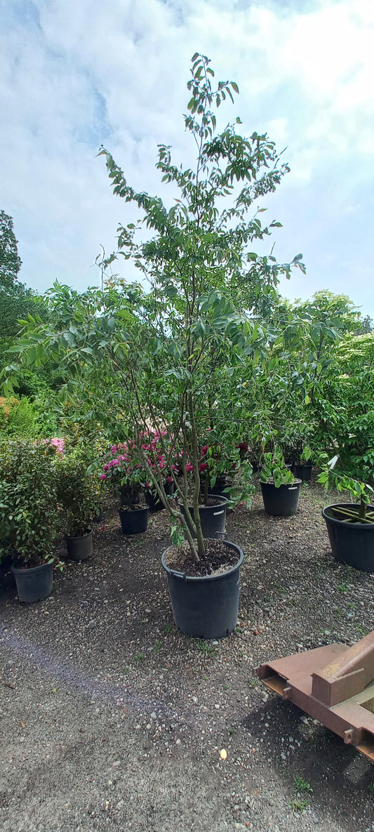 Zelkova Serrata meerstammig Japanse Iep 250cm