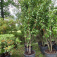 Prunus Royal Flame meerstammig Sierkersen 300cm Wit