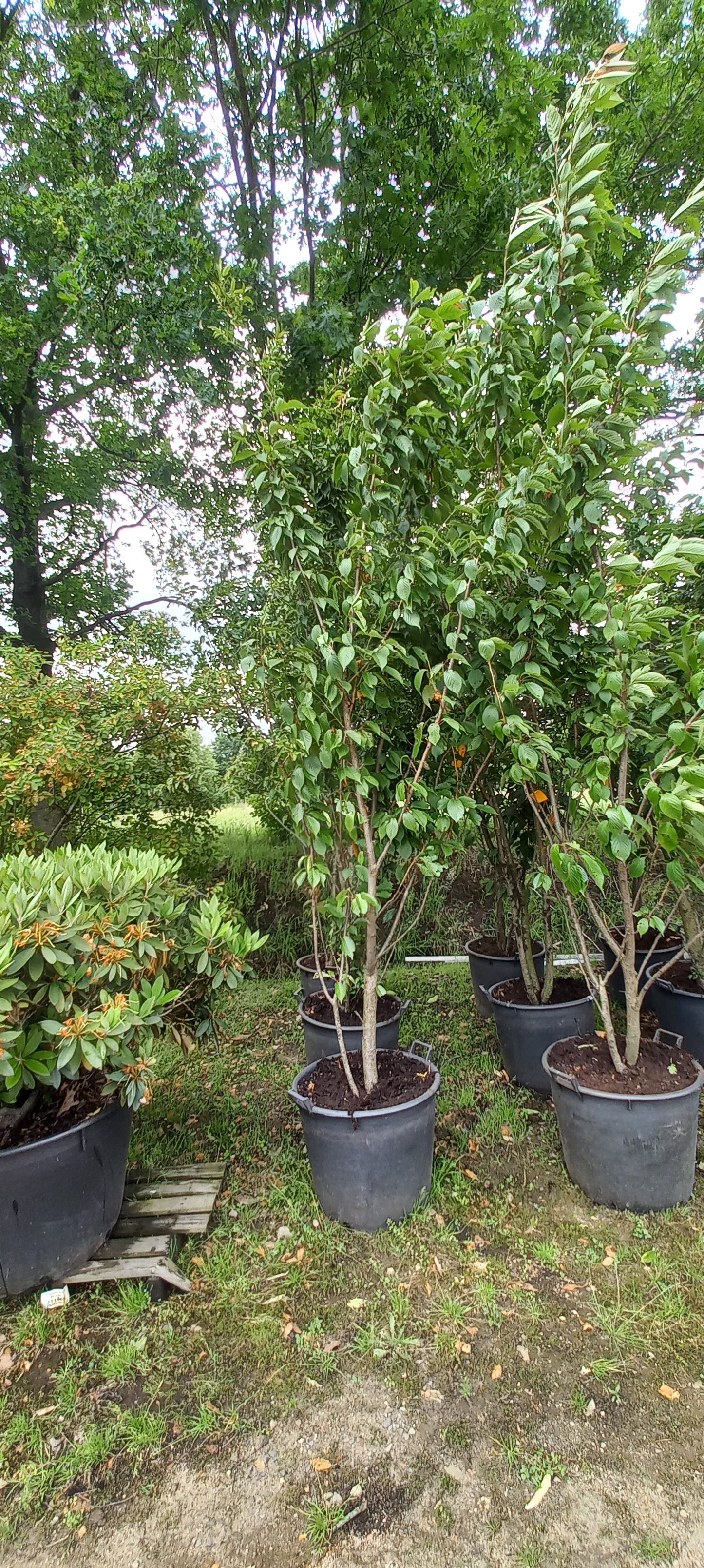 Prunus Royal Flame meerstammig Sierkersen 300cm Wit