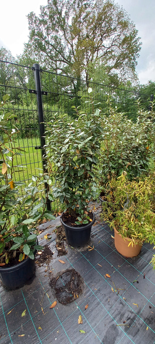 Elaeagnus Ebbingei 125cm Olijfwilg