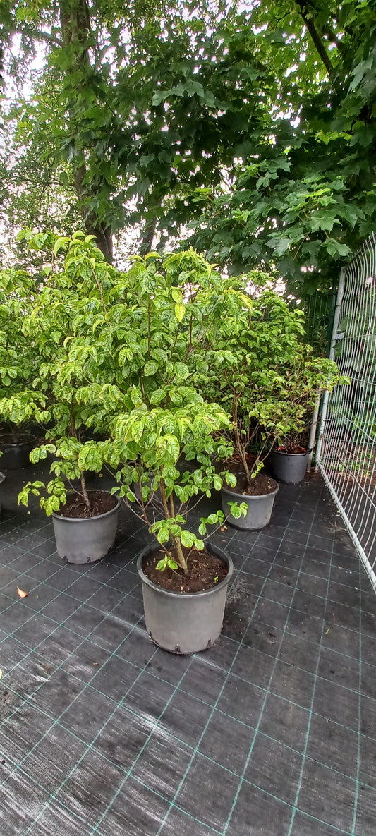 Cornus florida Rubra Kornoelje roze 150cm