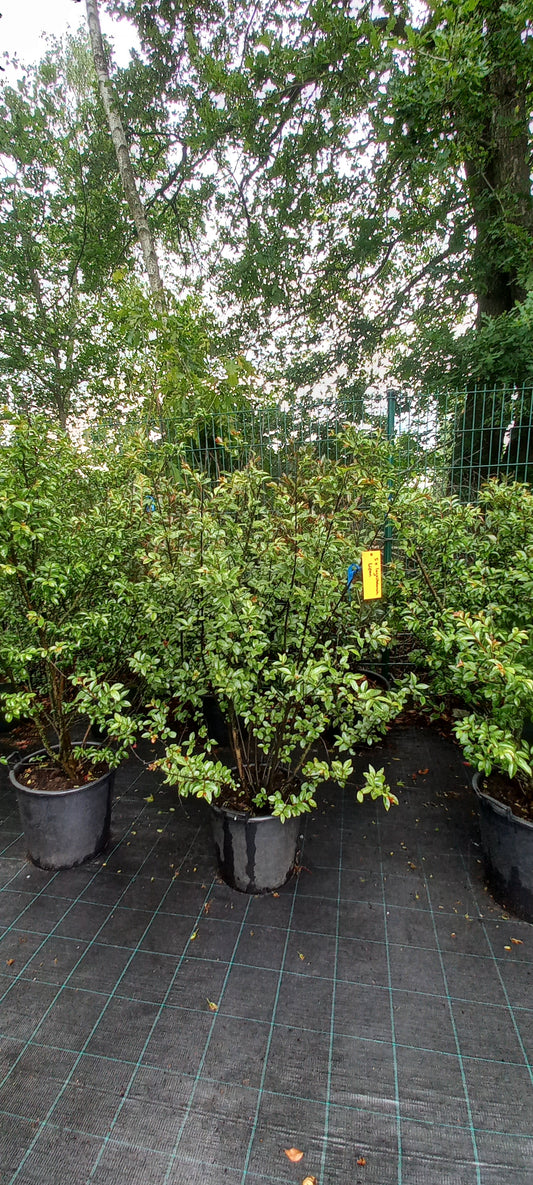 Lagerstroemia Lipan indische sering 175cm Roze