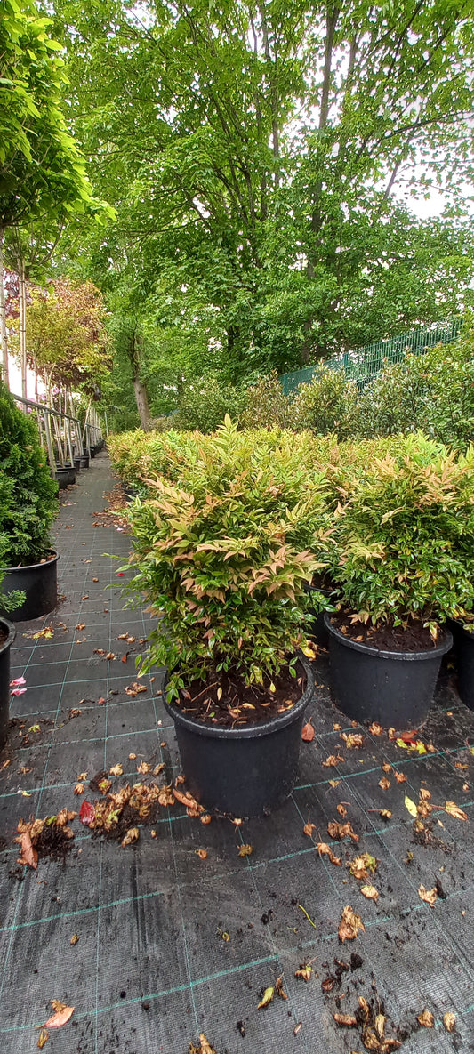 Nandina domestica Gulfstream hemelse bamboe 60-70cm XL