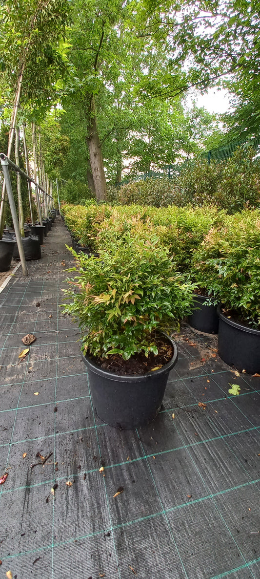 Nandina domestica Gulfstream hemelse bamboe 50-60 cm XL