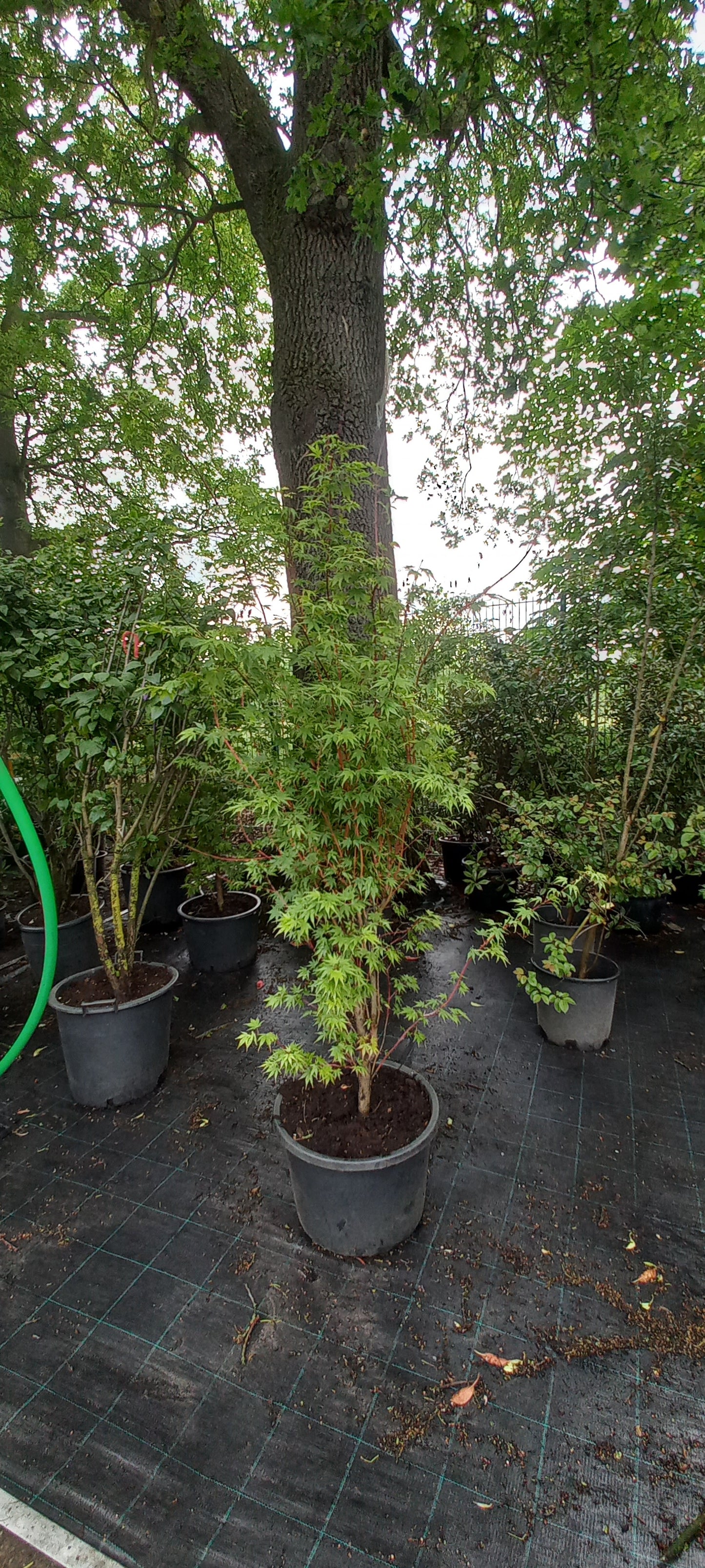 Acer palmatum Sangokaku Japanse esdoorn 150cm