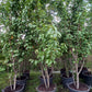 Prunus Royal Flame meerstammig Sierkersen 300cm Wit