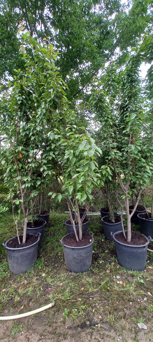 Prunus Royal Flame meerstammig Sierkersen 300cm Wit