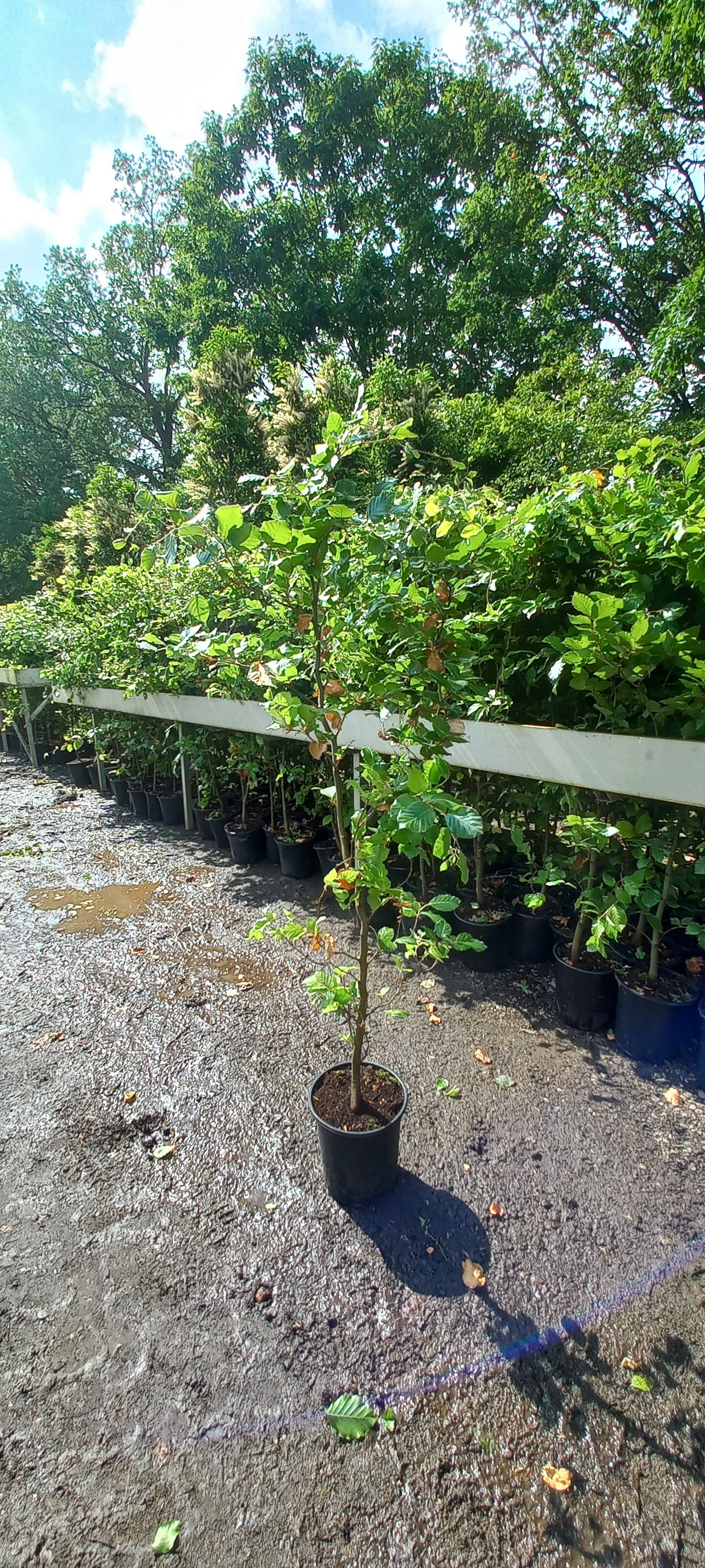 Beukenhaag Fagus Sylvatica Pot 150cm. Gehele jaar door Aanplantbaar