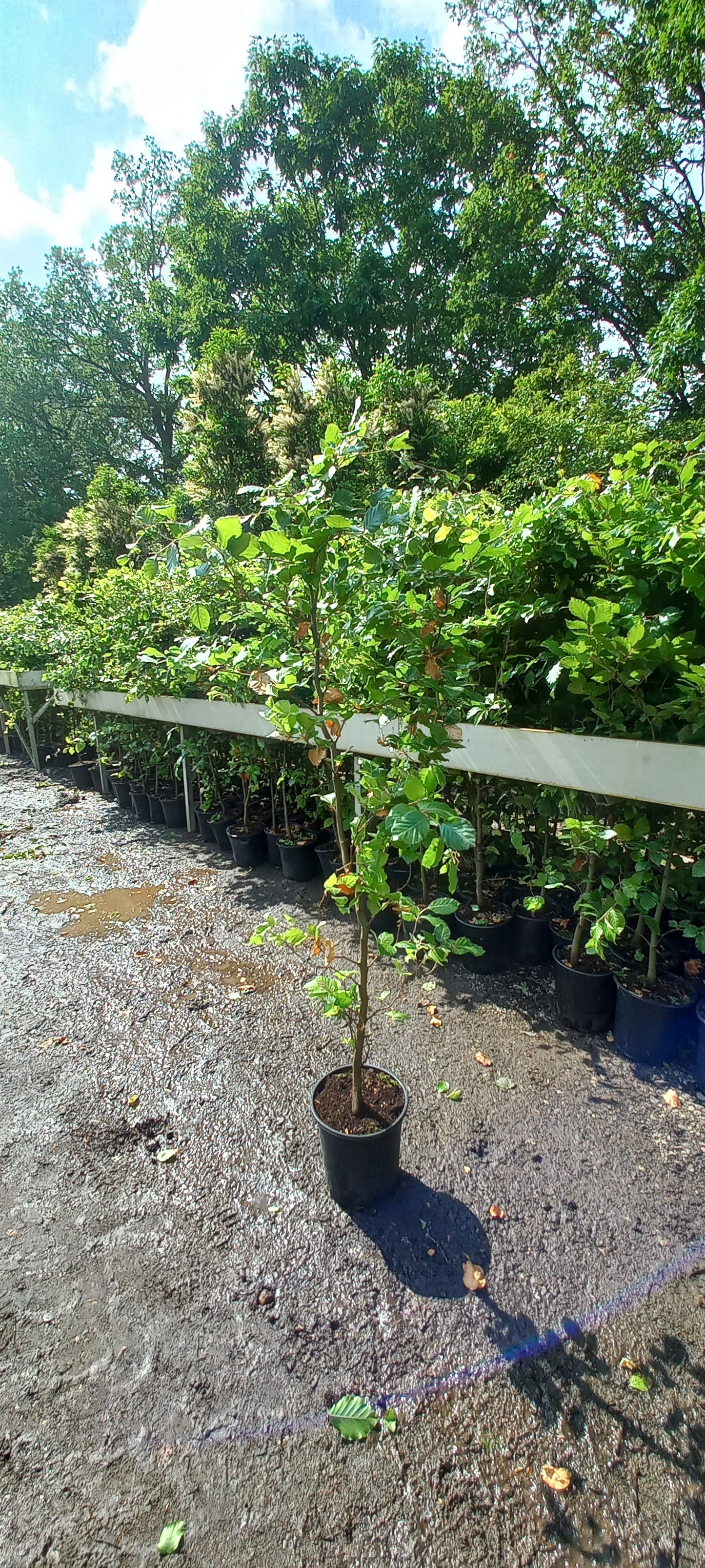 Beukenhaag Fagus Sylvatica Pot 150cm. Gehele jaar door Aanplantbaar