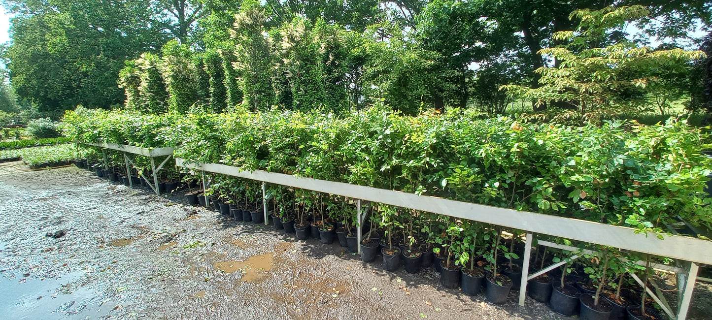 Beukenhaag Fagus Sylvatica Pot 150cm. Gehele jaar door Aanplantbaar