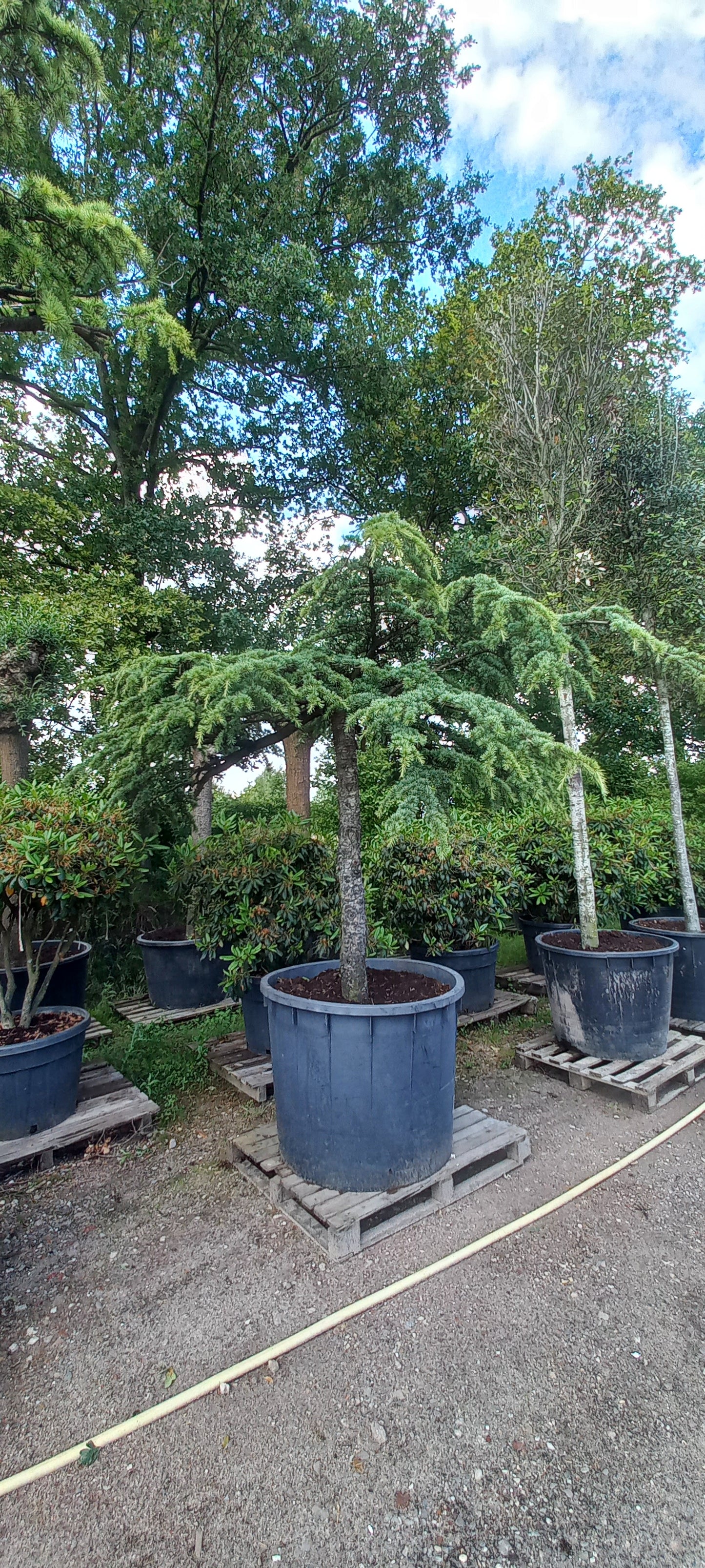 Cedrus Deodara Pendula treurceder Groen