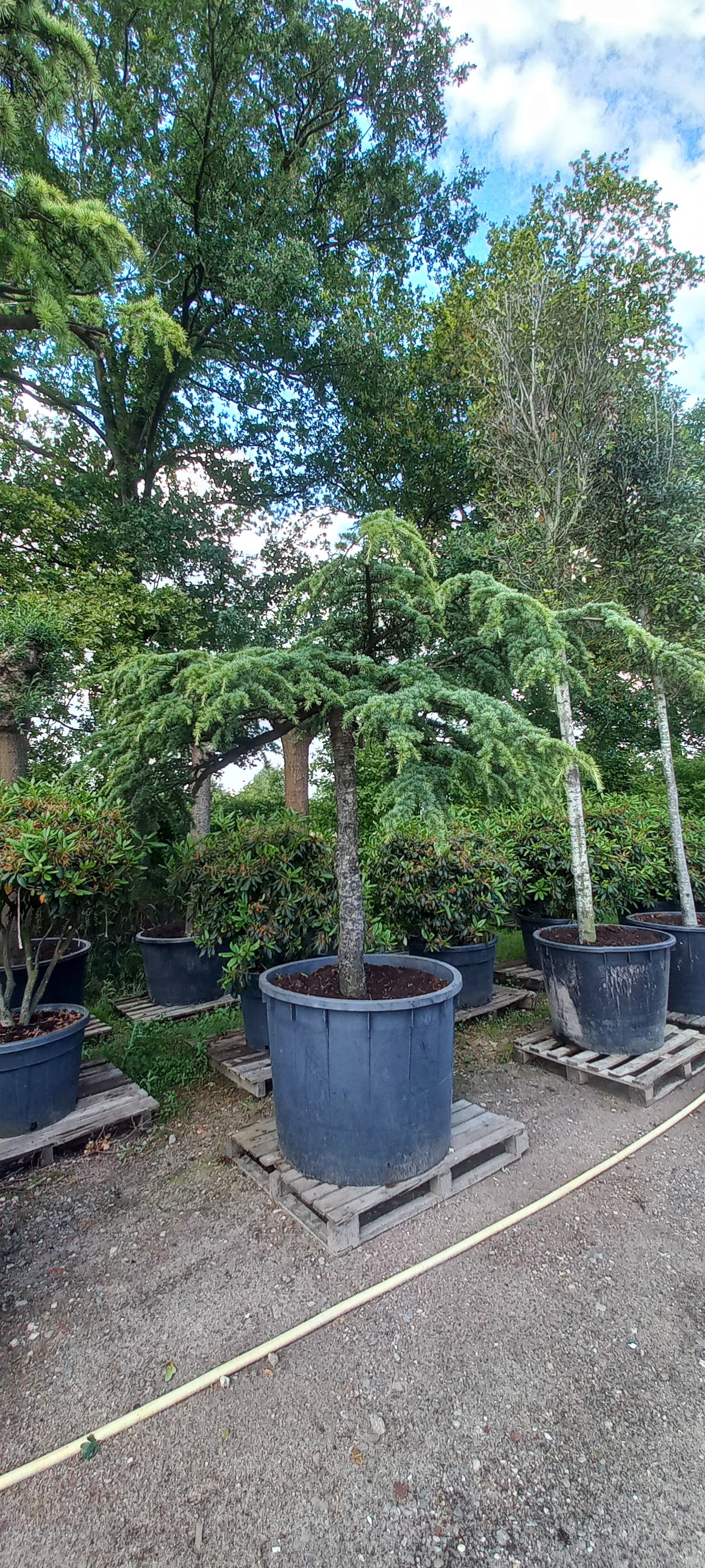 Cedrus Deodara Pendula treurceder Groen