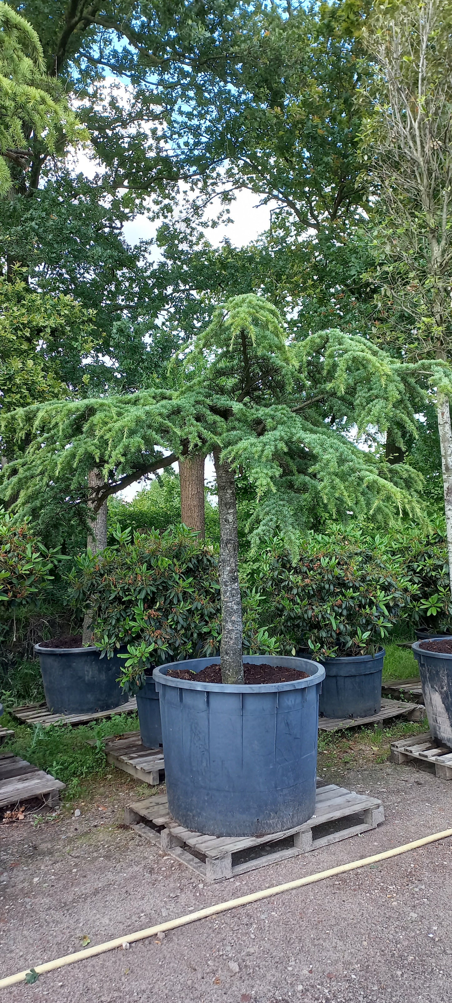 Cedrus Deodara Pendula treurceder Groen