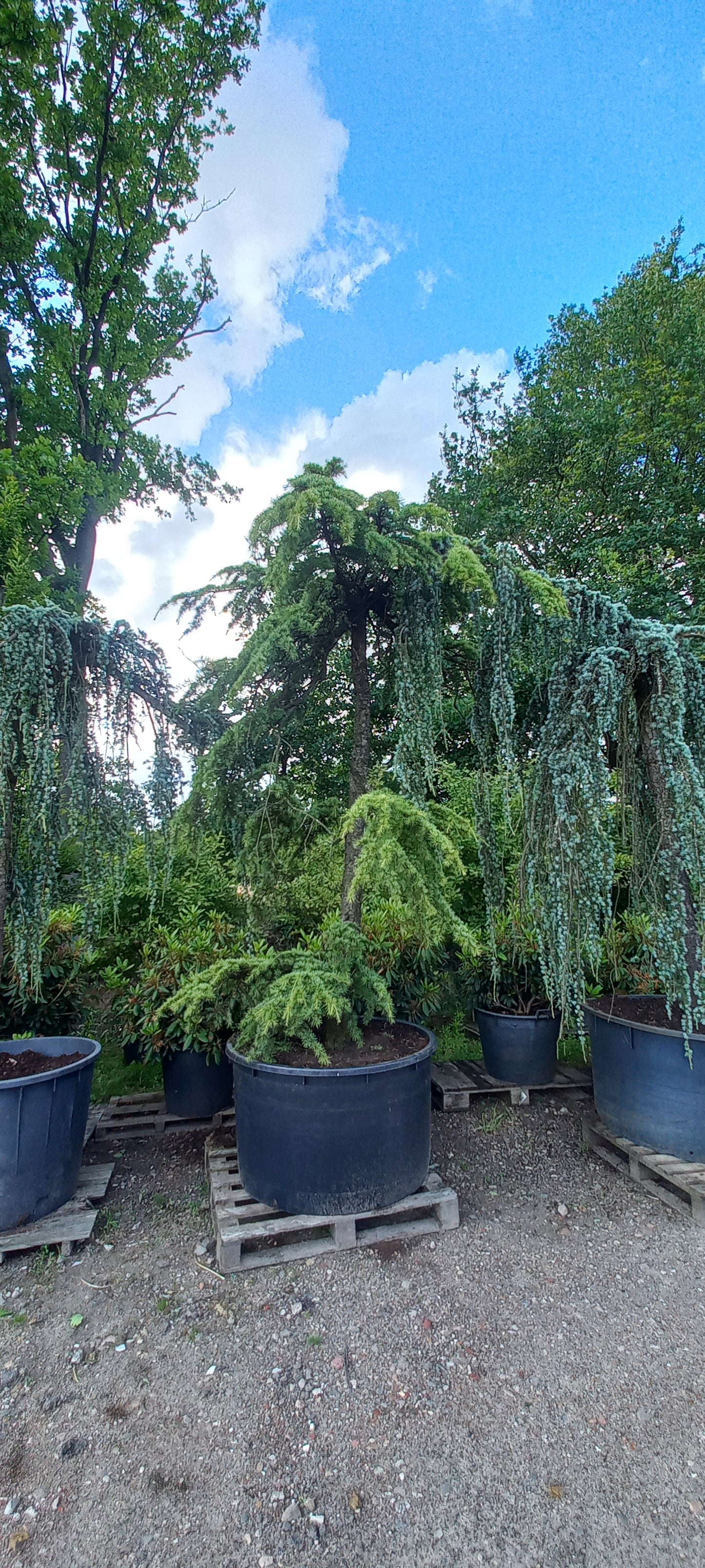 Cedrus Deodara Pendula treurceder Groen