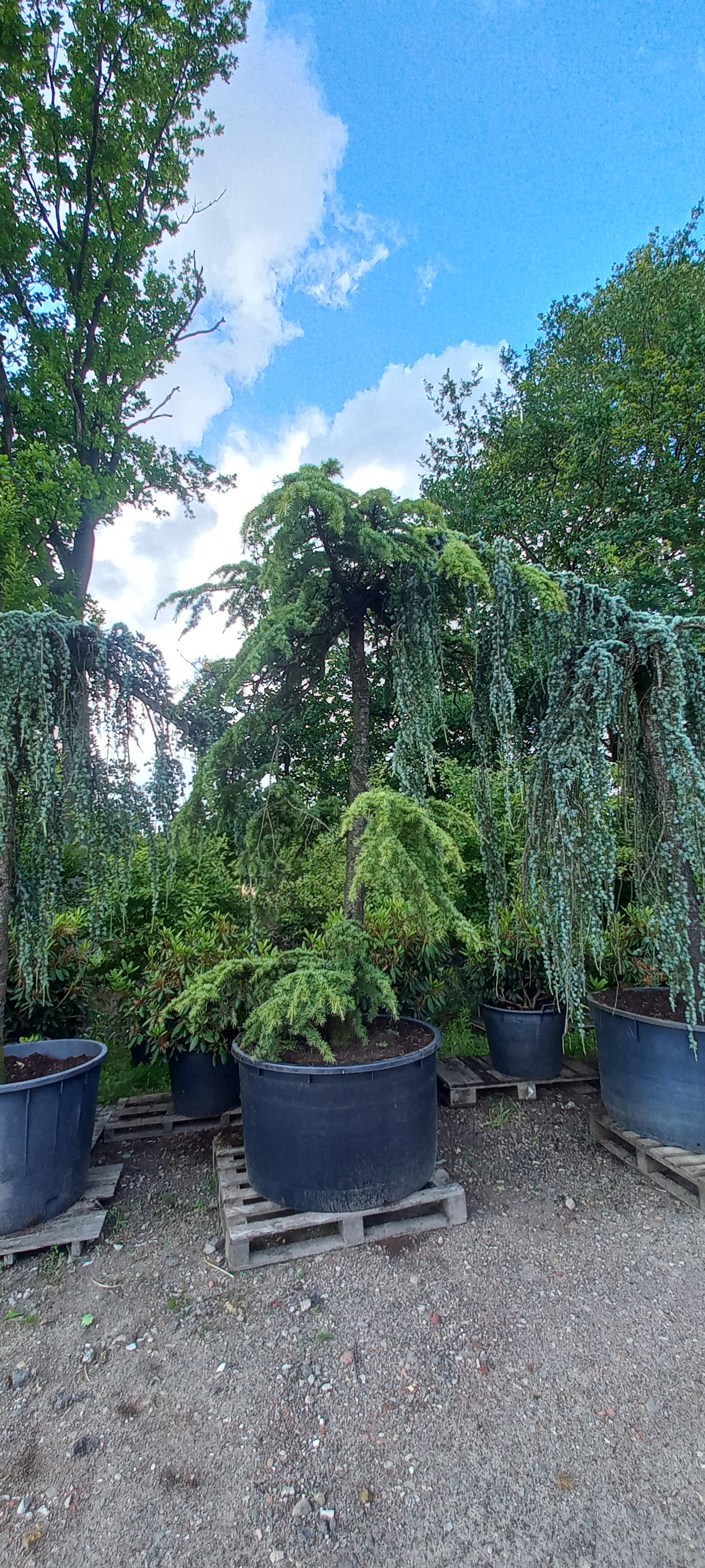 Cedrus Deodara Pendula treurceder Groen