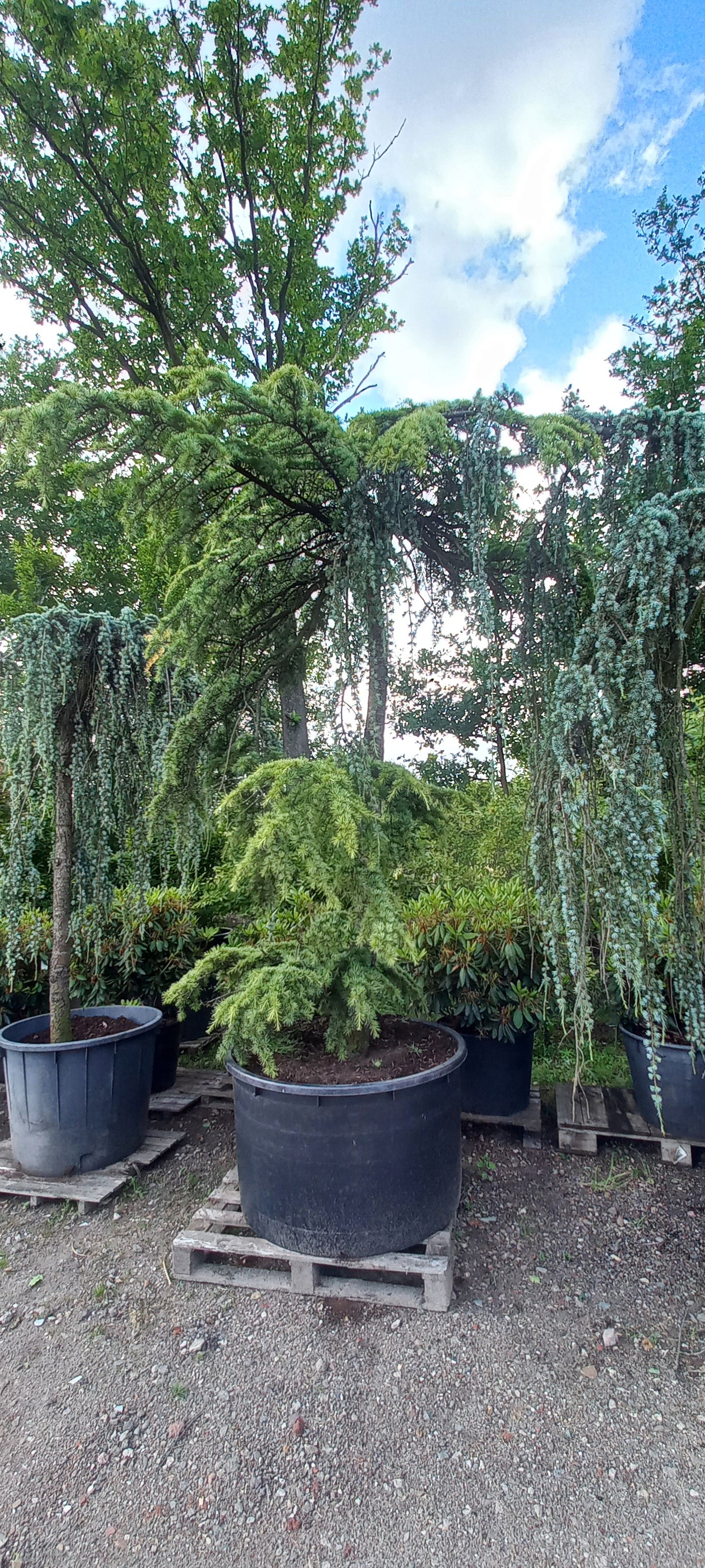 Cedrus Deodara Pendula treurceder Groen