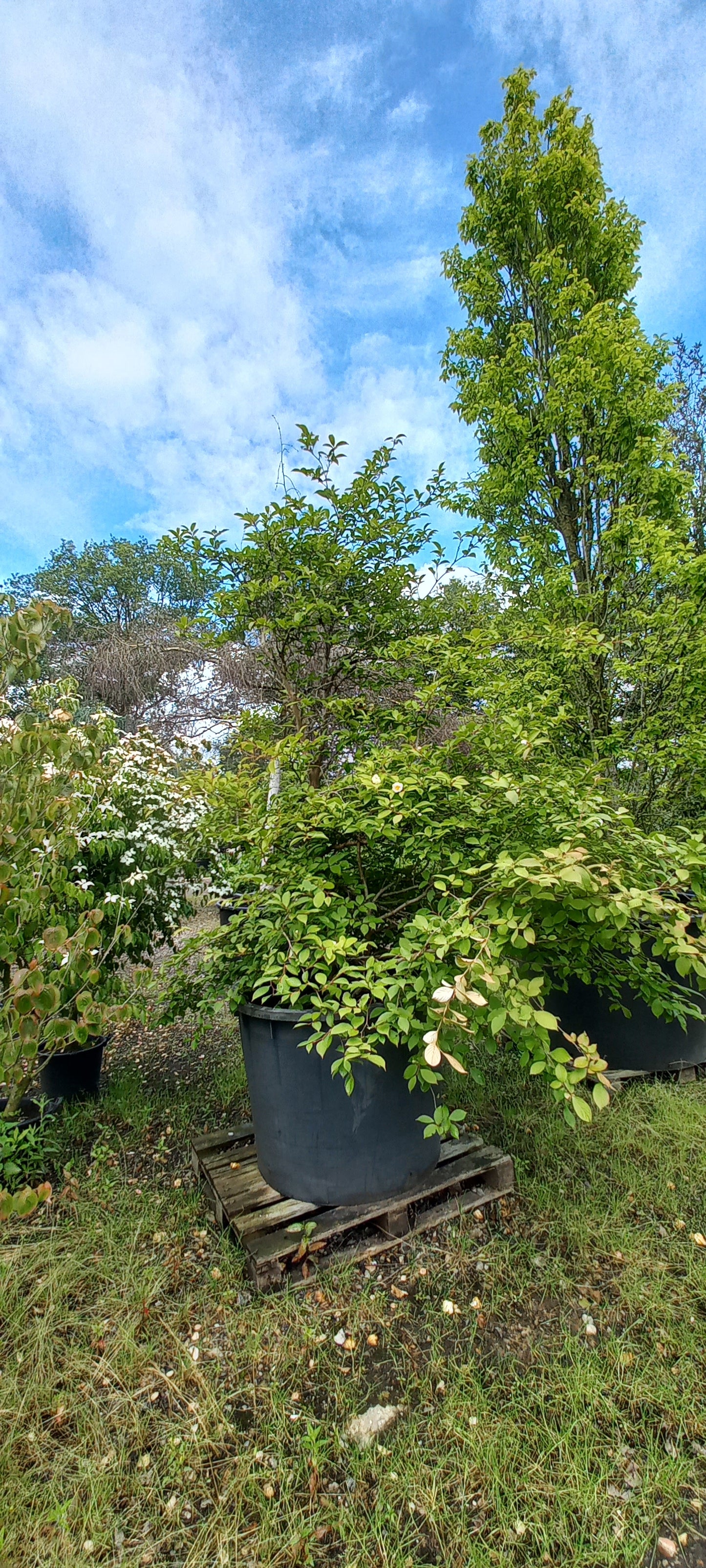 Stewartia Pseudocammelia schijncamelia